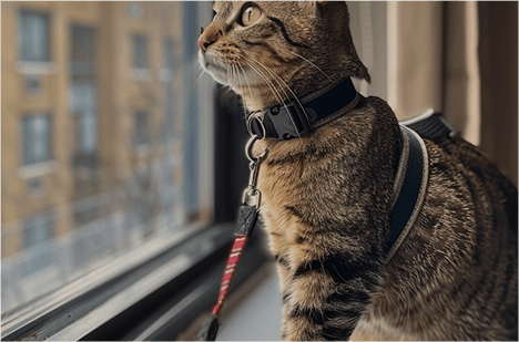 Pet Harness And Leash-0831